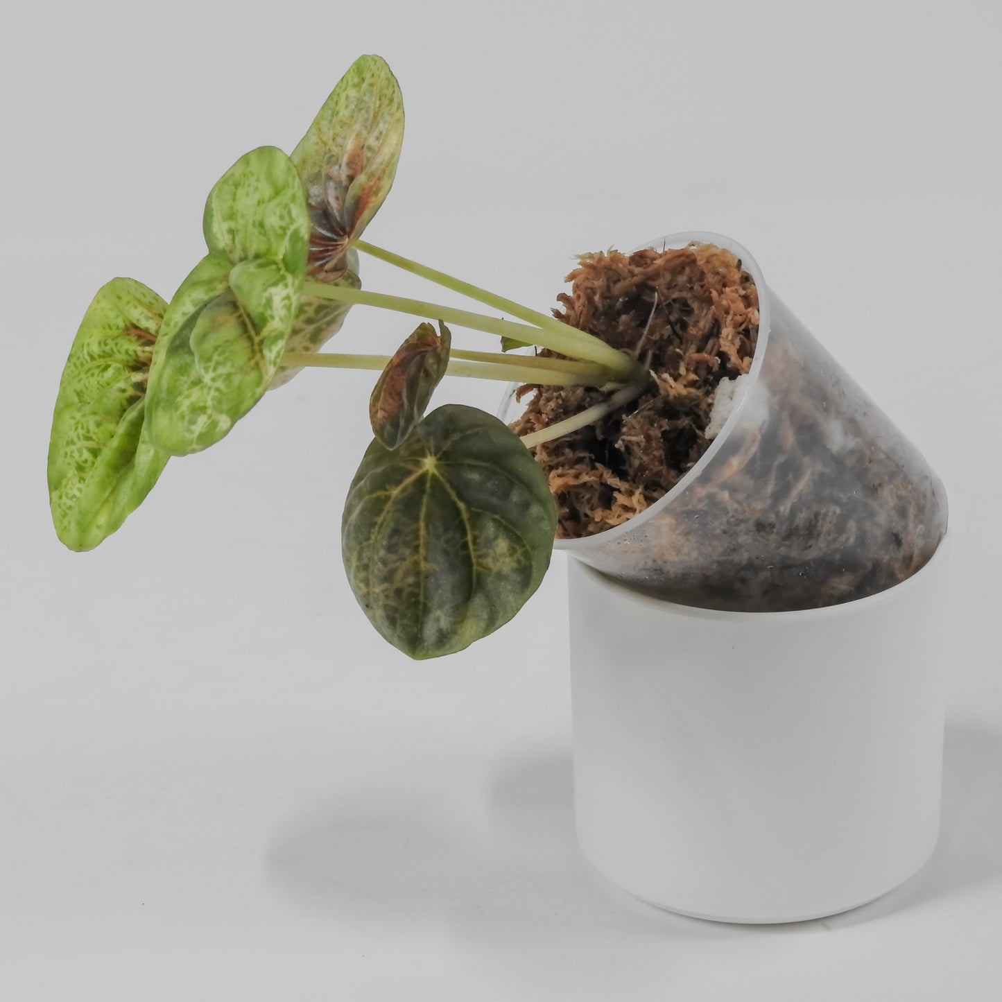 Peperomia 'Pink QQ Candy' (3127)