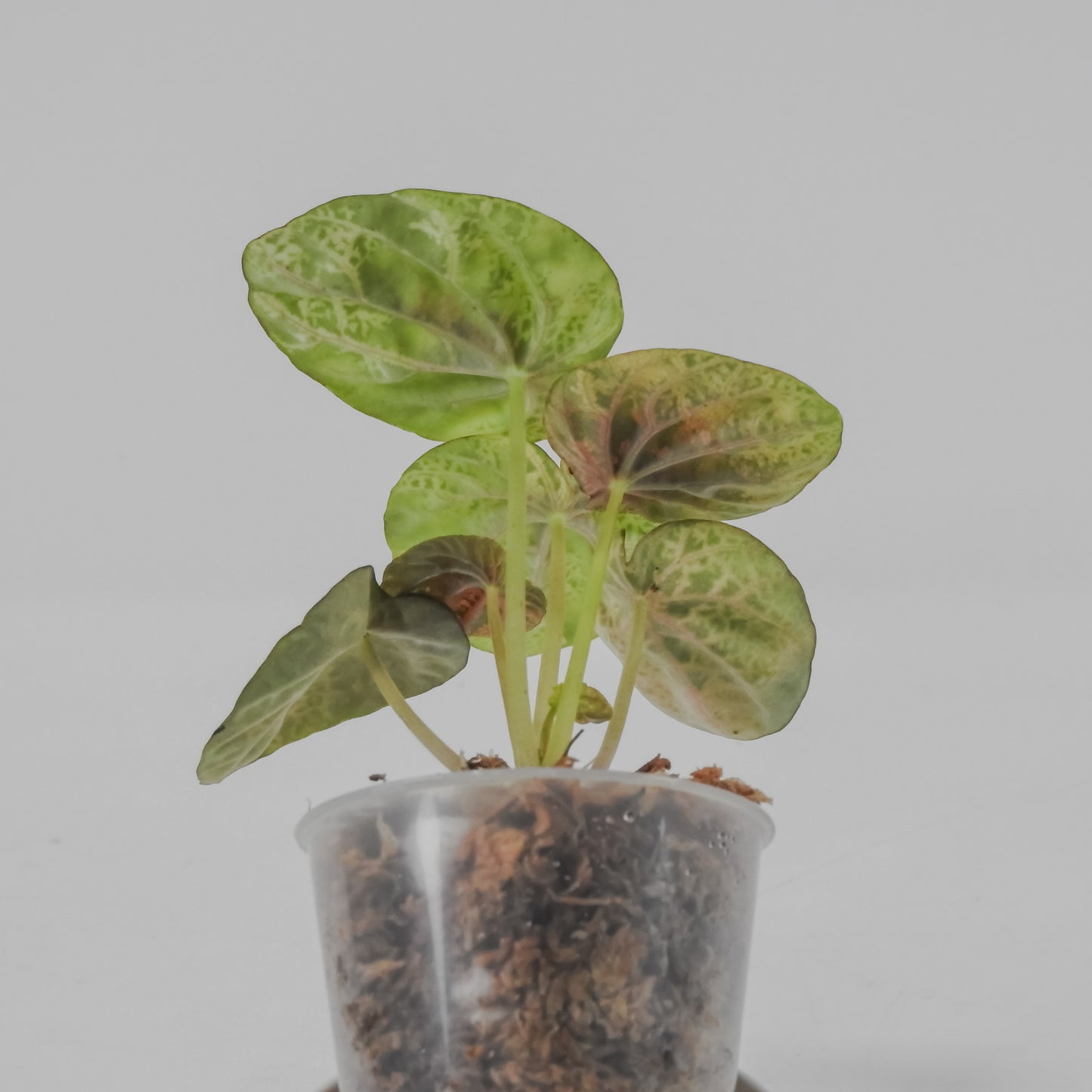 Peperomia 'Pink QQ Candy' (3127)