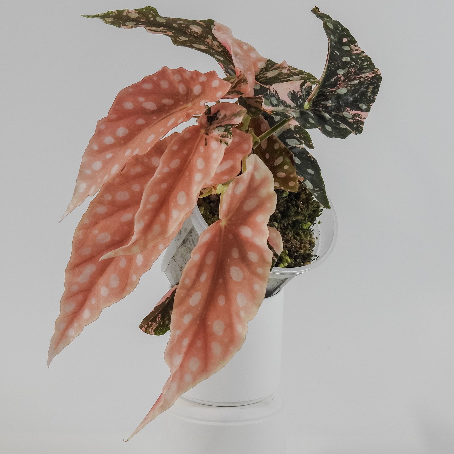 Begonia 'Maculata' Pink Variegated (3125)
