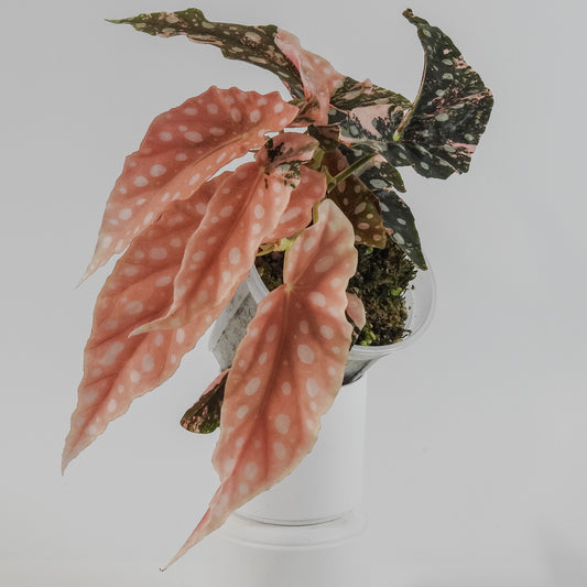 Begonia 'Maculata' Pink Variegated (3125)