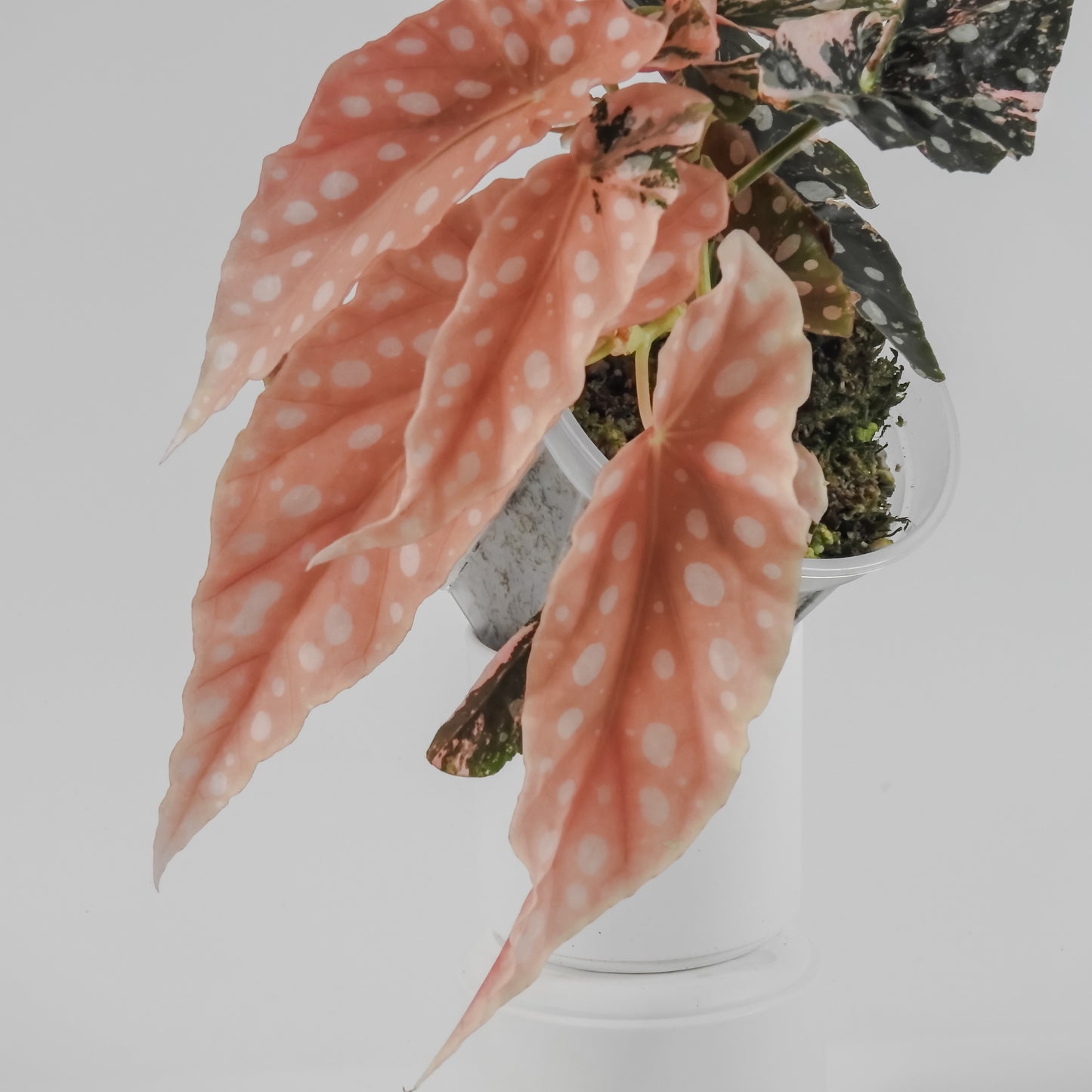 Begonia 'Maculata' Pink Variegated (3125)