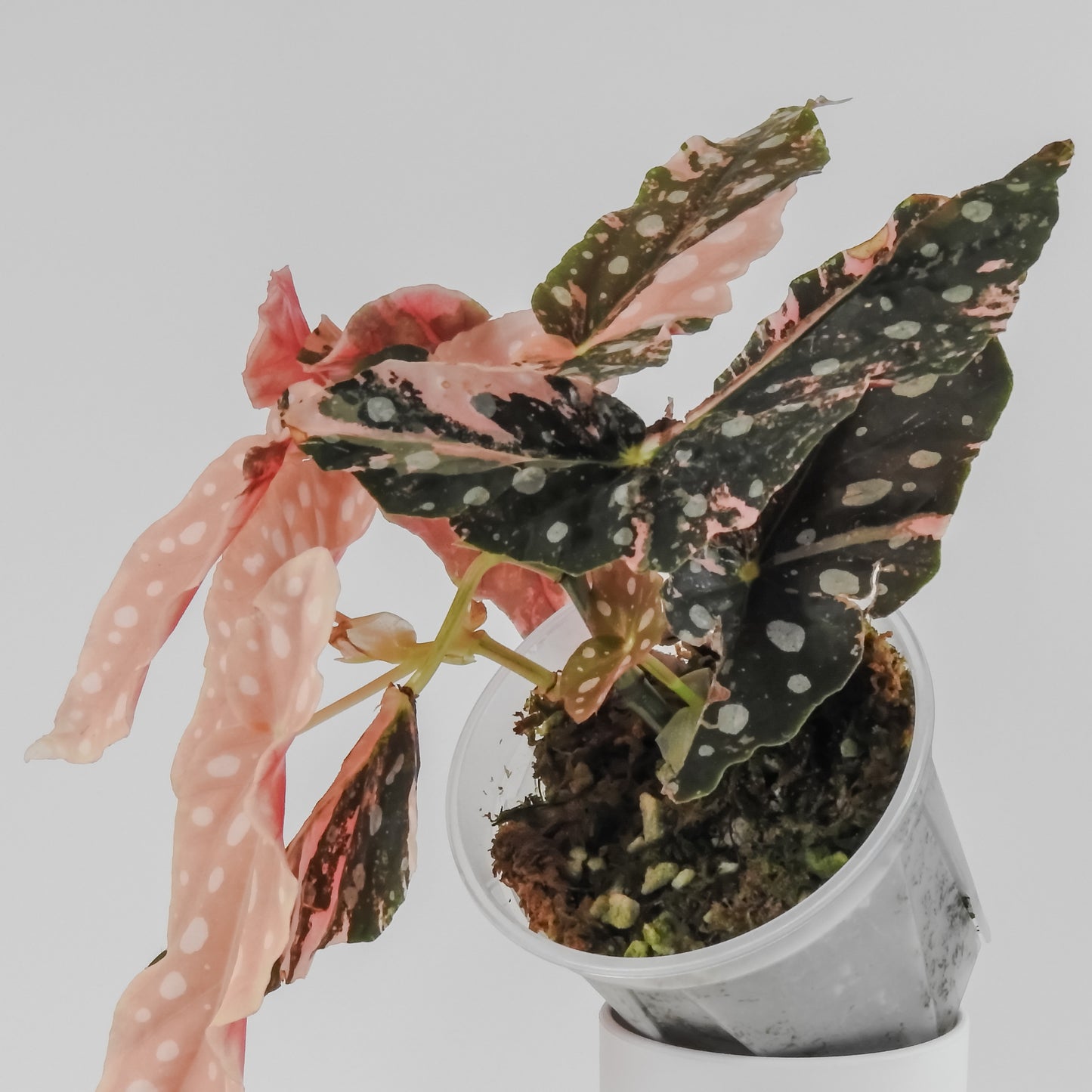 Begonia 'Maculata' Pink Variegated (3125)