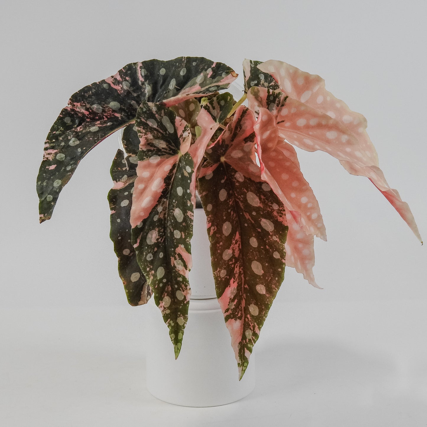 Begonia 'Maculata' Pink Variegated (3125)