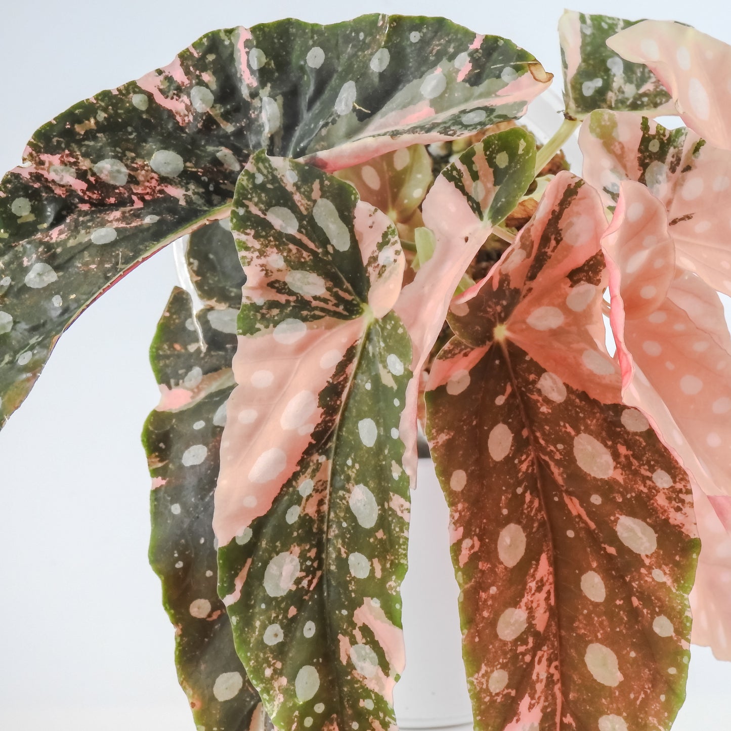 Begonia 'Maculata' Pink Variegated (3125)