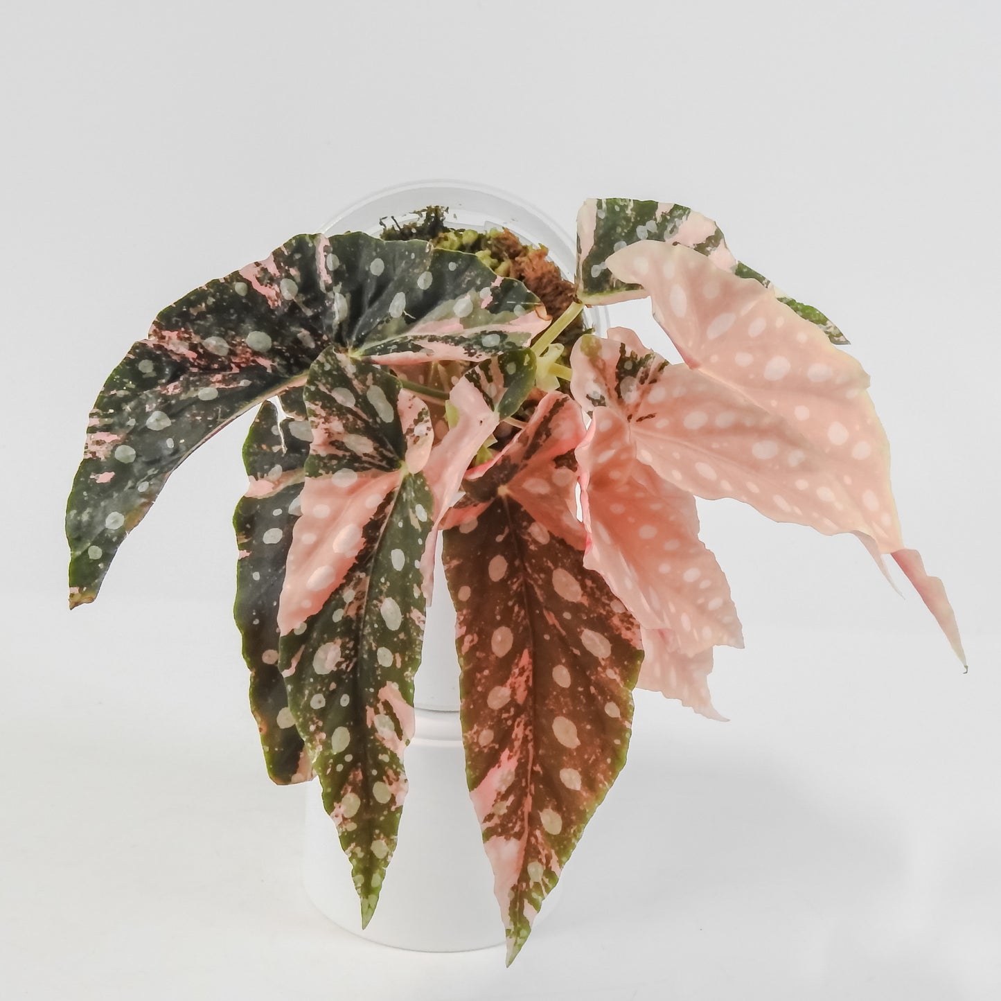 Begonia 'Maculata' Pink Variegated (3125)