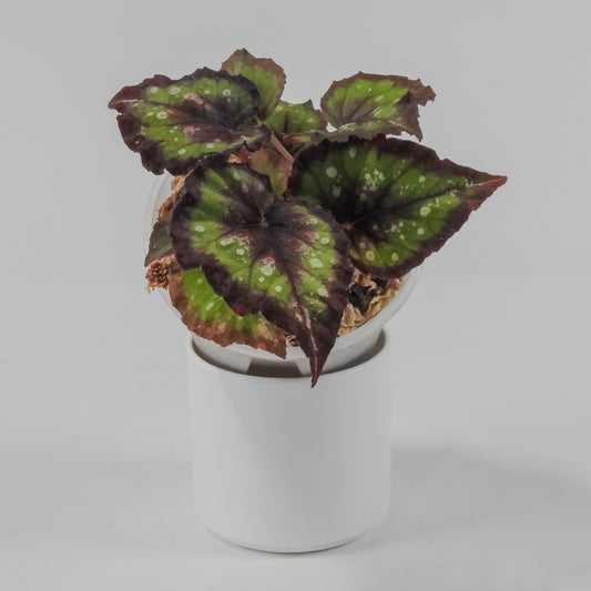 Begonia 'Dreamin' Green' (3123)