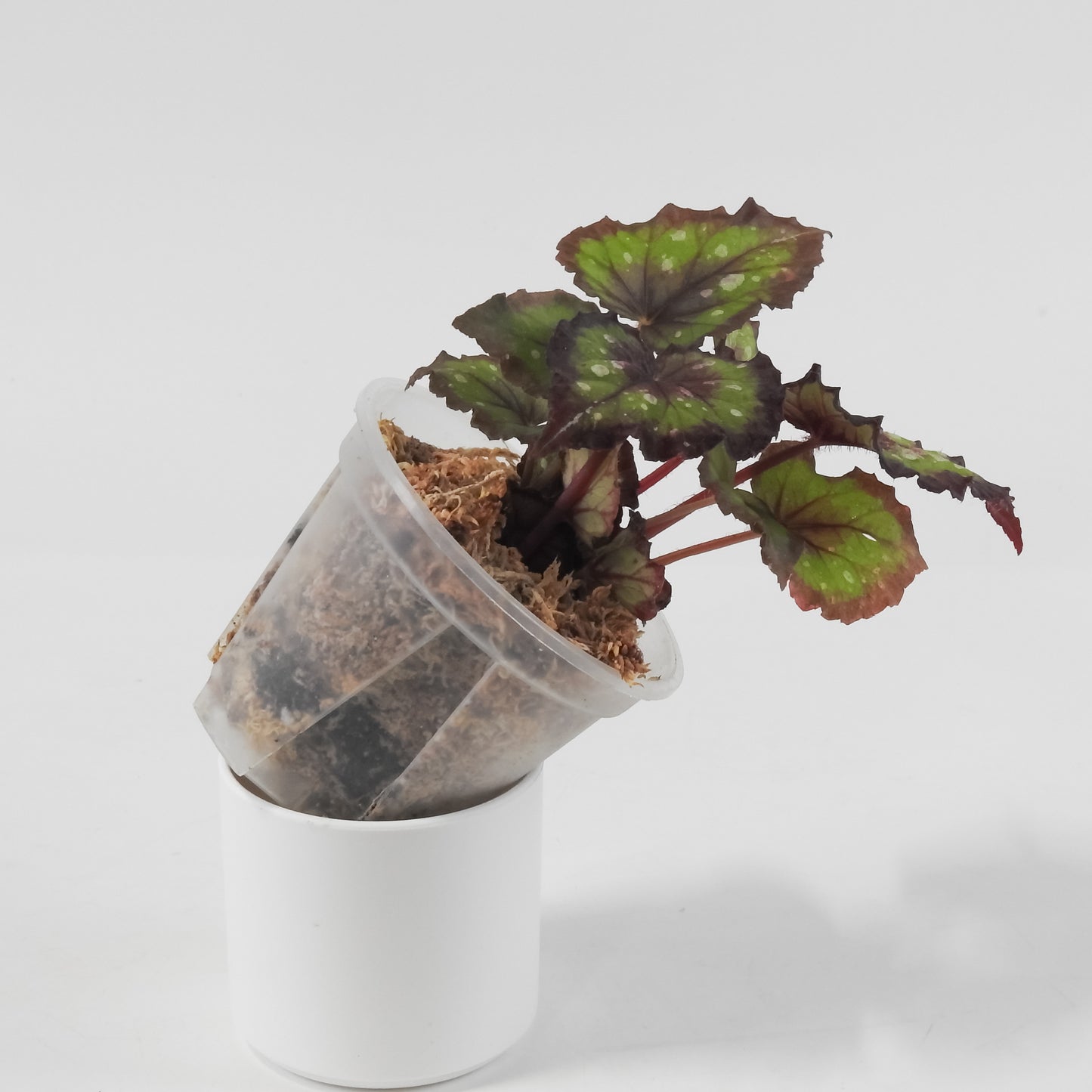 Begonia 'Dreamin' Green' (3123)