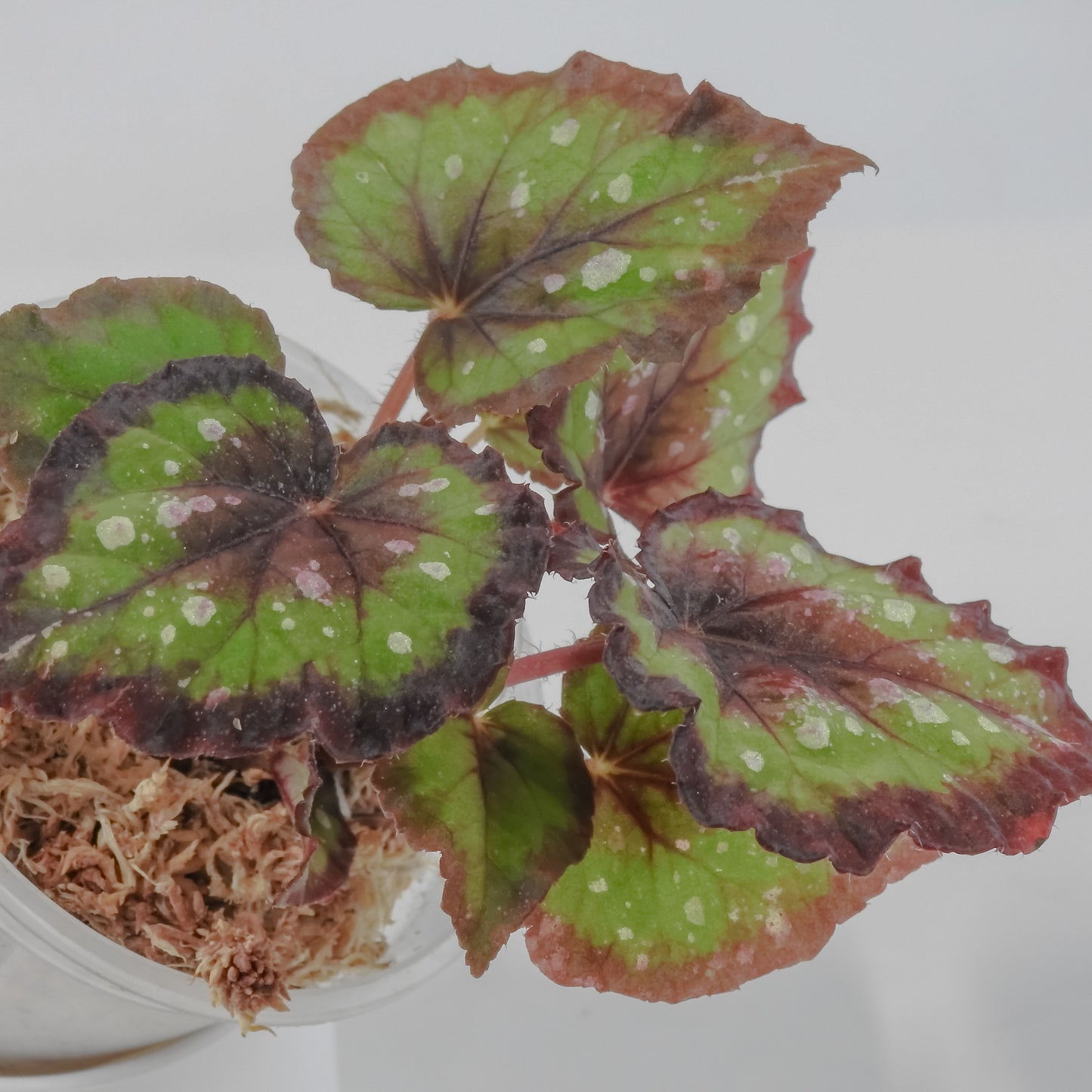 Begonia 'Dreamin' Green' (3123)