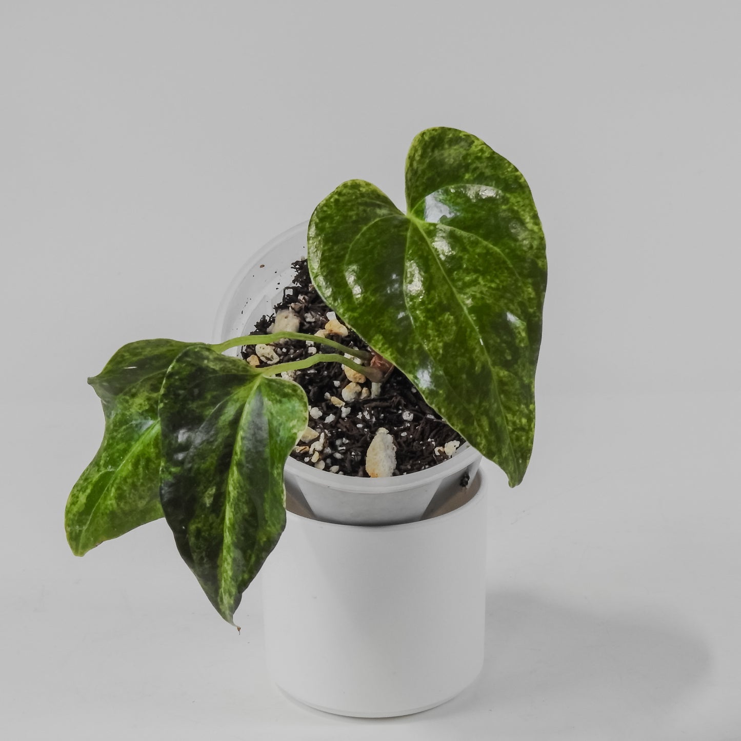 Anthurium Watermaliense Variegated (3124)