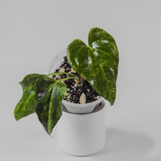 Anthurium Watermaliense Variegated (3124)