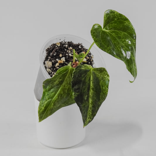 Anthurium Watermaliense Variegated (3124)