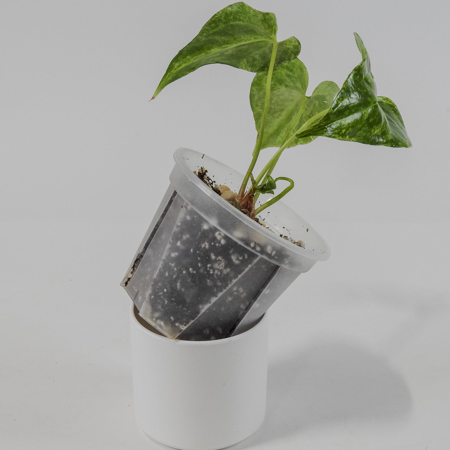 Anthurium Watermaliense Variegated (3124)