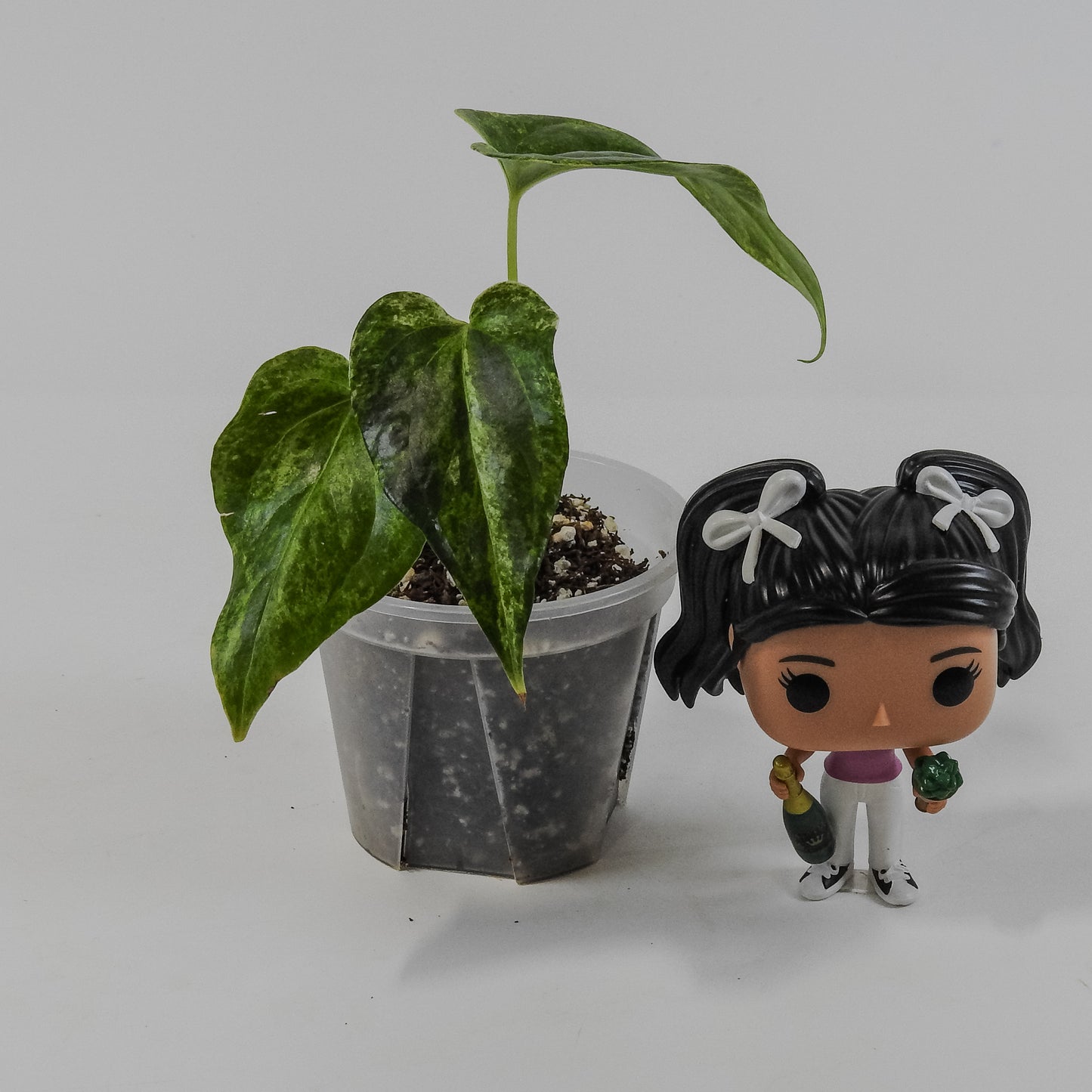 Anthurium Watermaliense Variegated (3124)