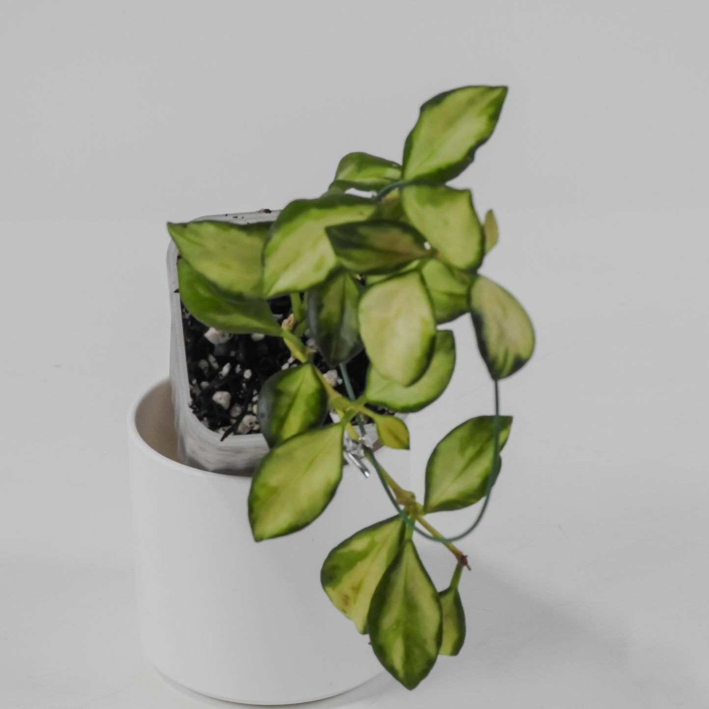 Hoya 'Heuschkeliana' Inner Variegated  *Growers Choice*