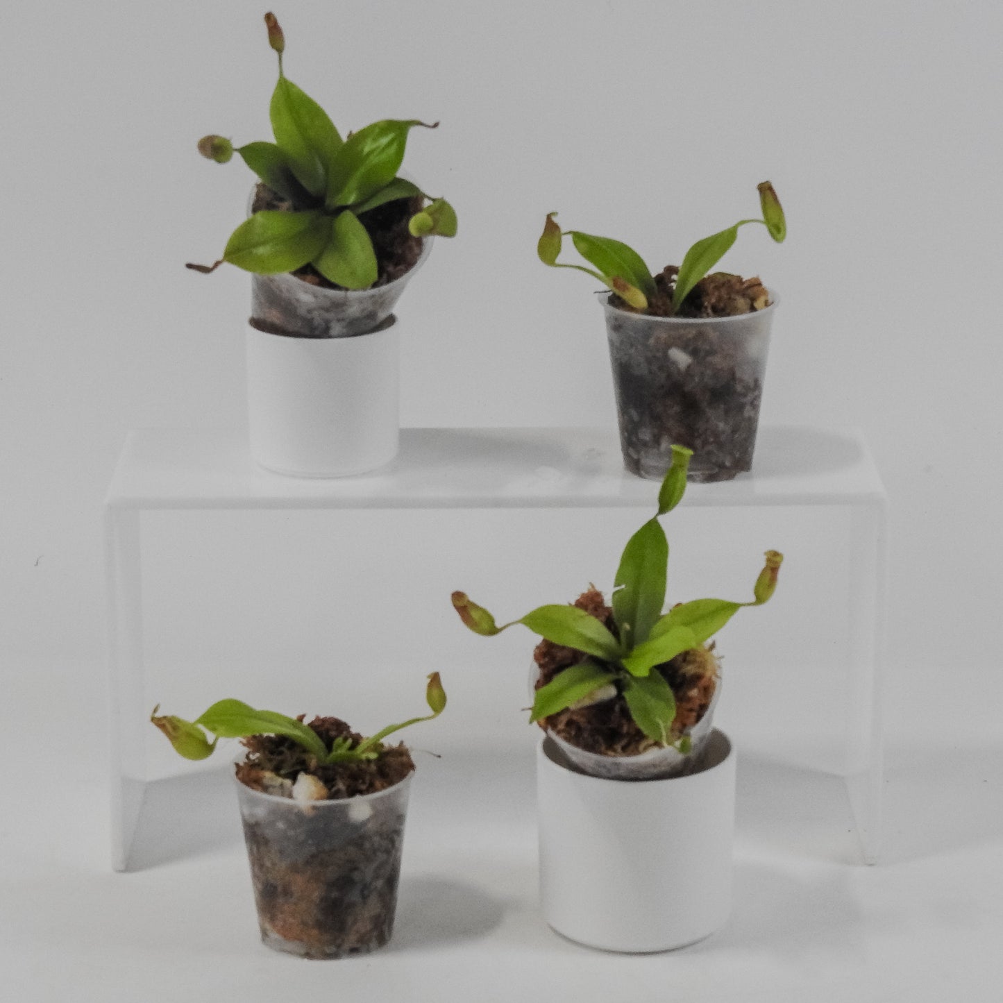 Nepenthes St. Gaya *Growers Choice*