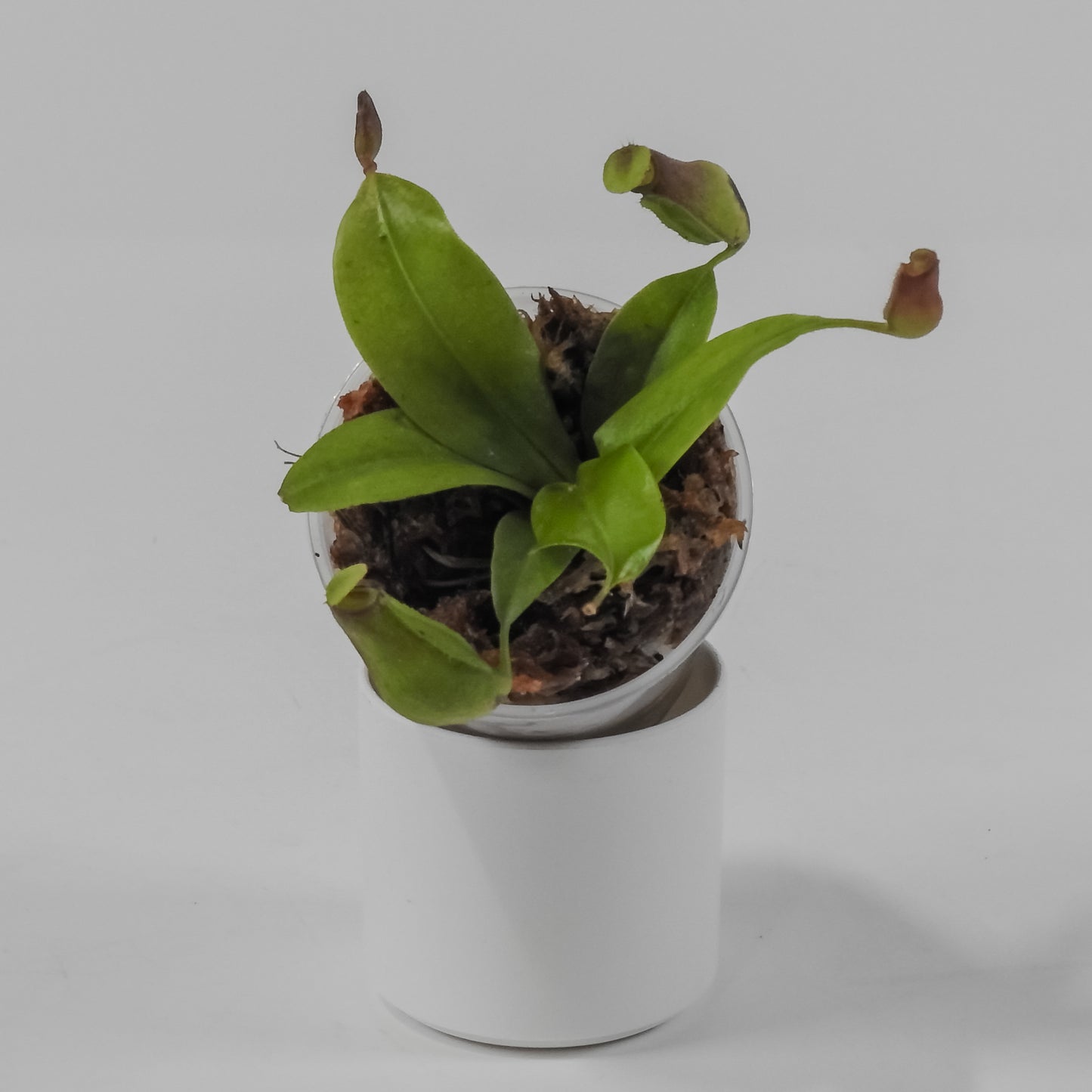 Nepenthes St. Gaya *Growers Choice*