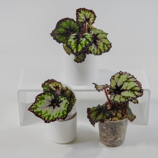 Begonia 'Dolce Vita' *Growers Choice*