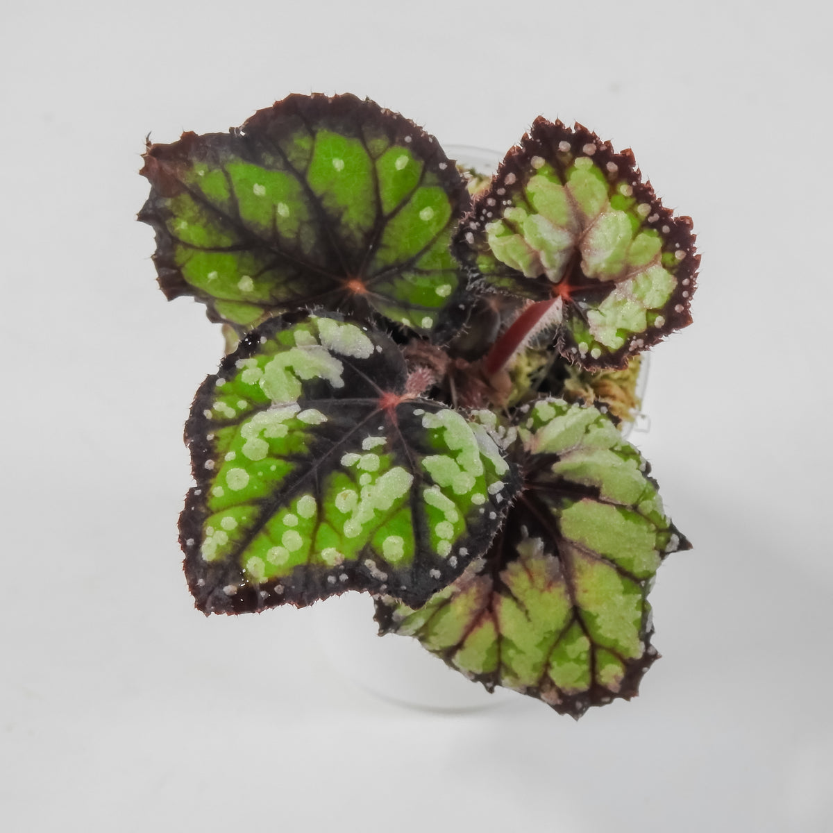 Begonia 'Dolce Vita' *Growers Choice*