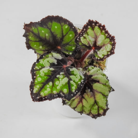 Begonia 'Dolce Vita' *Growers Choice*