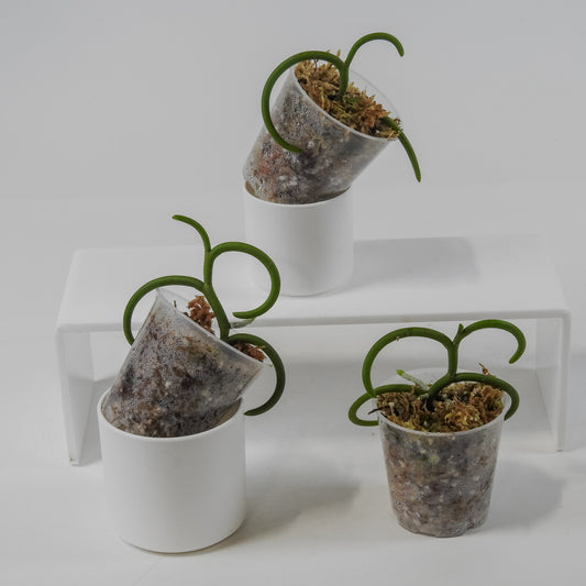 Papilionanthe Teres 'Olympic Rings' Orchid *Growers Choice*