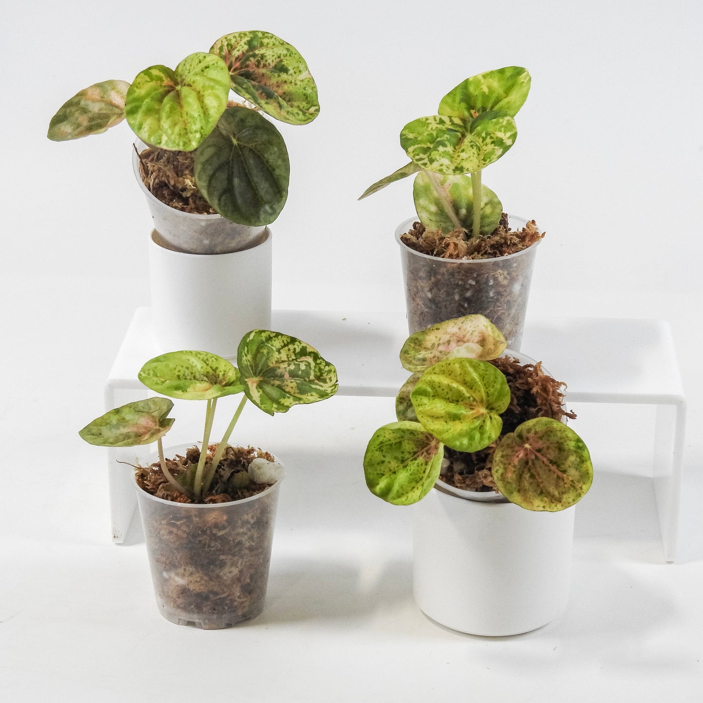 Peperomia 'Pink QQ Candy' *Growers Choice*