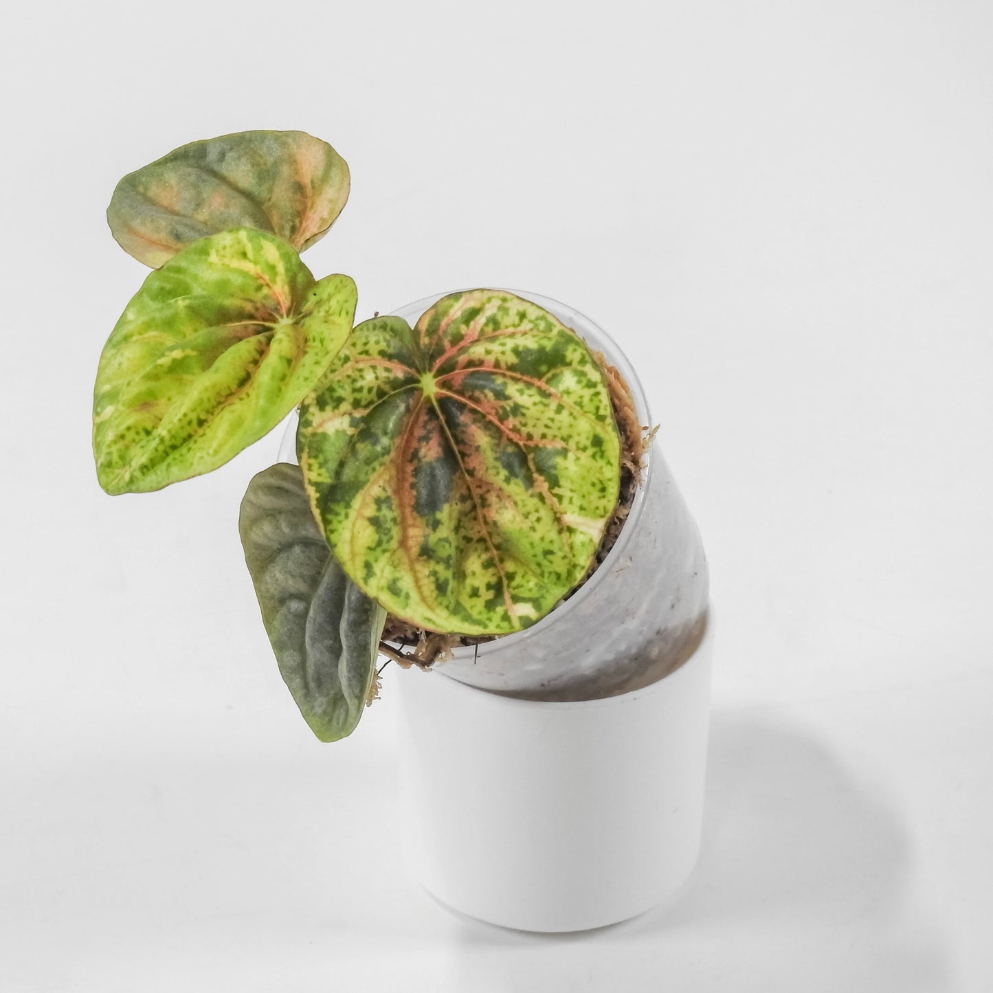 Peperomia 'Pink QQ Candy' *Growers Choice*