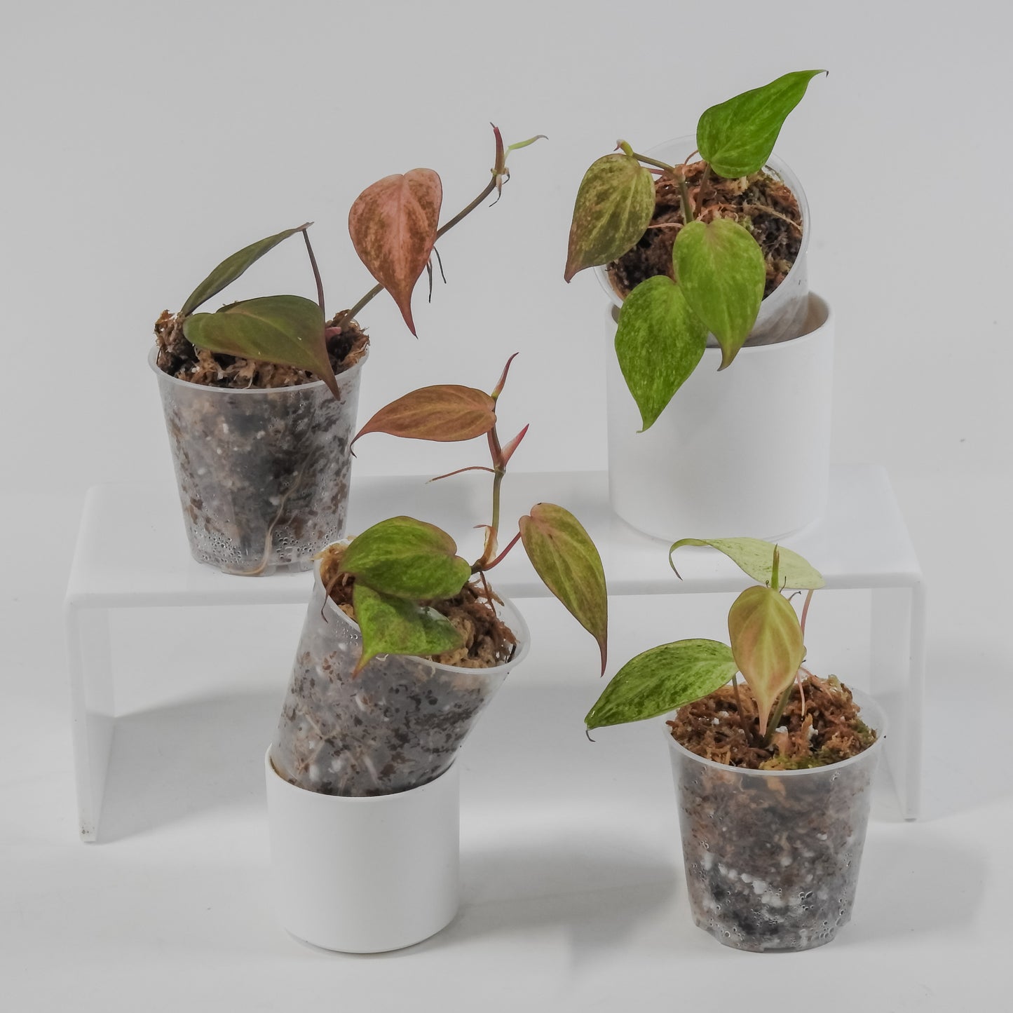 Philodendron Micans Pink Mint *Growers Choice*