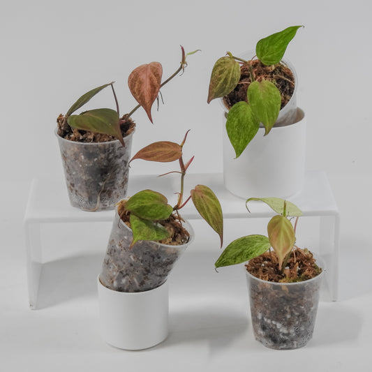 Philodendron Micans Pink Mint *Growers Choice*