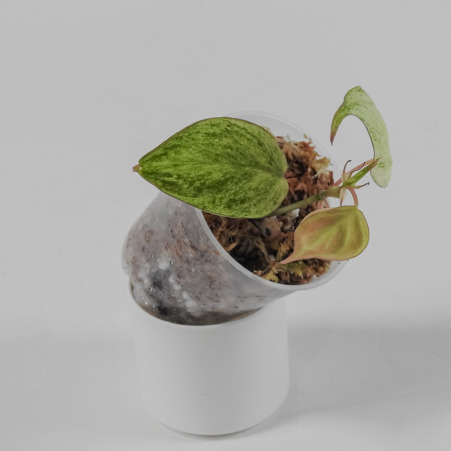 Philodendron Micans Pink Mint *Growers Choice*