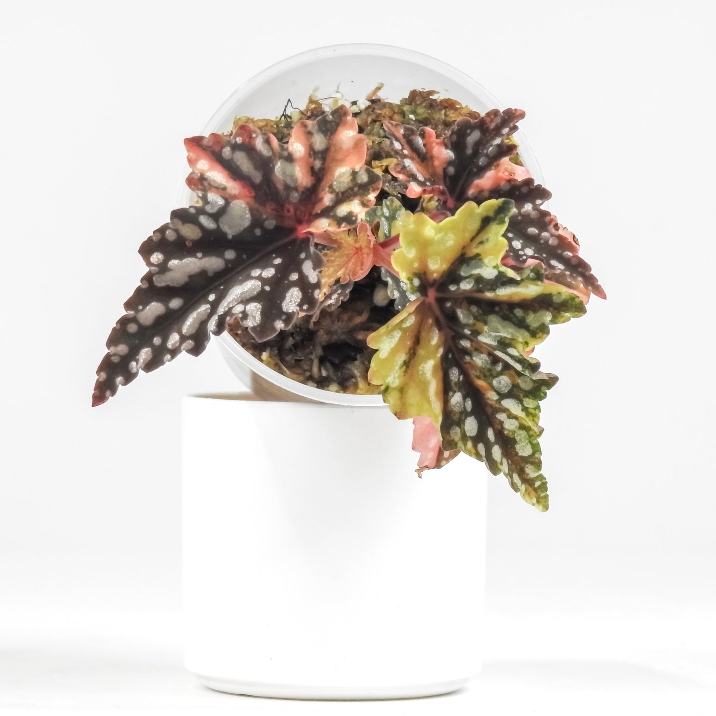 Begonia Izumo no Kiraboshi (3200)