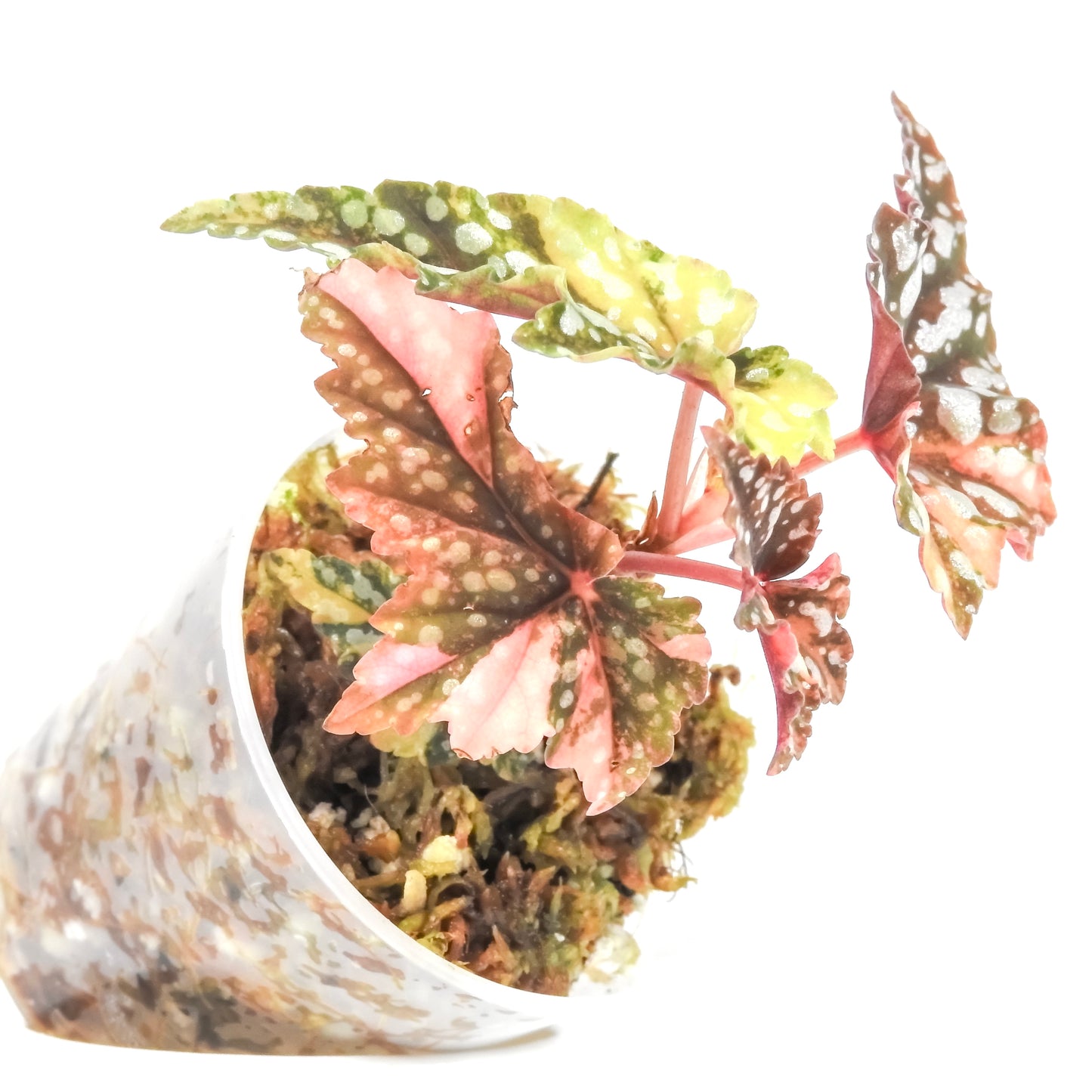 Begonia Izumo no Kiraboshi (3200)