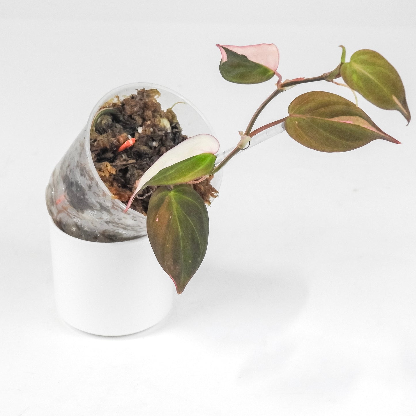 Philodendron Micans True Albo/Pink (3203)