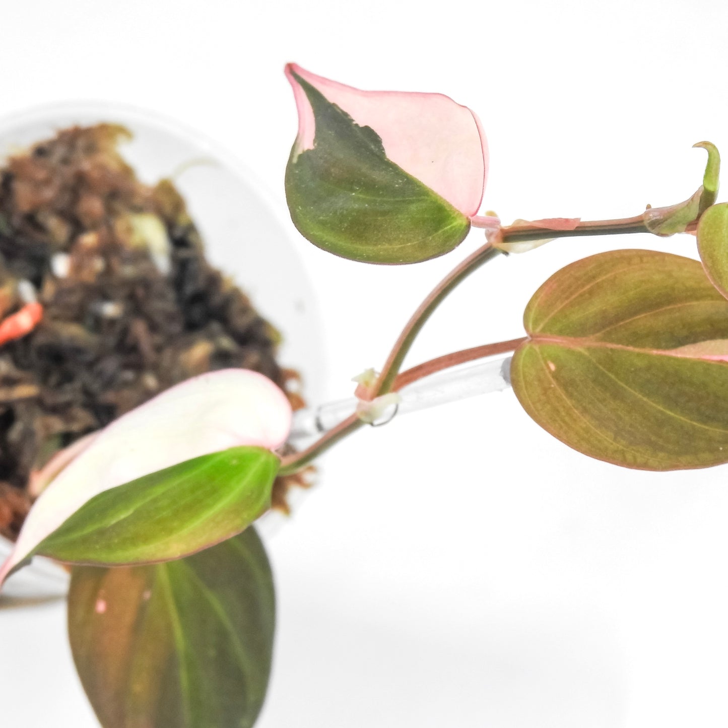 Philodendron Micans True Albo/Pink (3203)