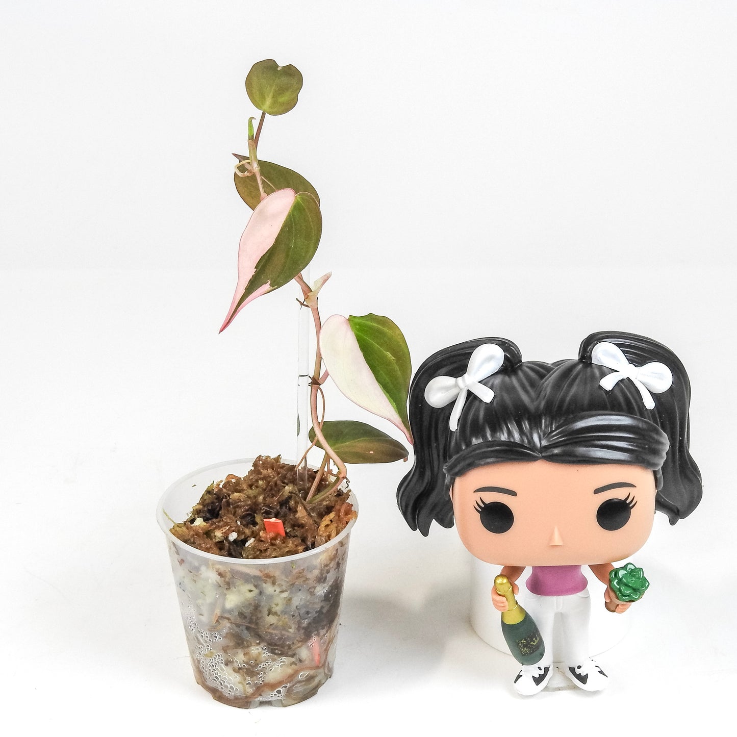 Philodendron Micans True Albo/Pink (3203)