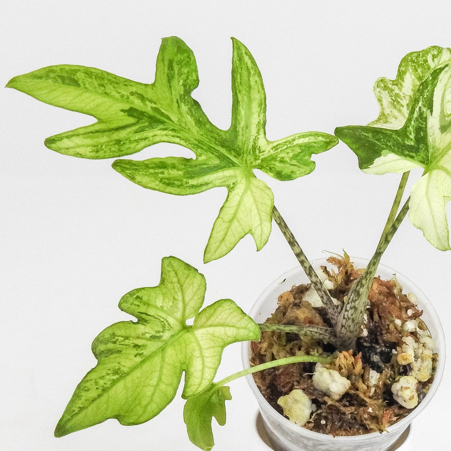 Alocasia 'Brancifolia' Albo Variegated (3201)