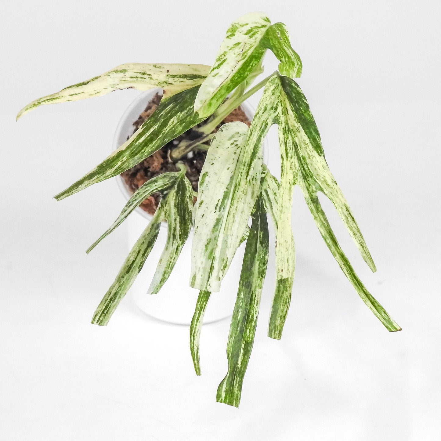 Amydrium Zippelianum Variegated (3202)