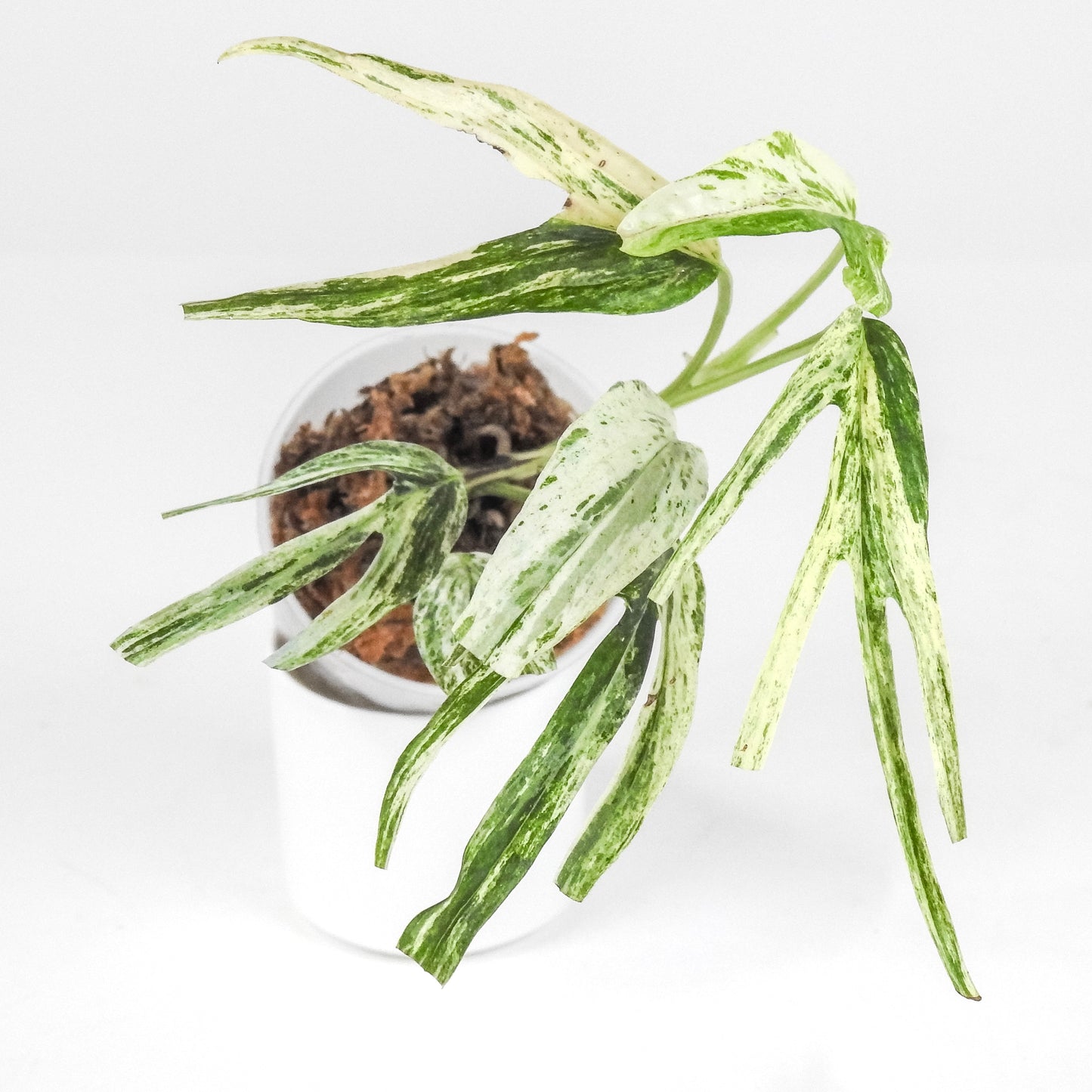 Amydrium Zippelianum Variegated (3202)
