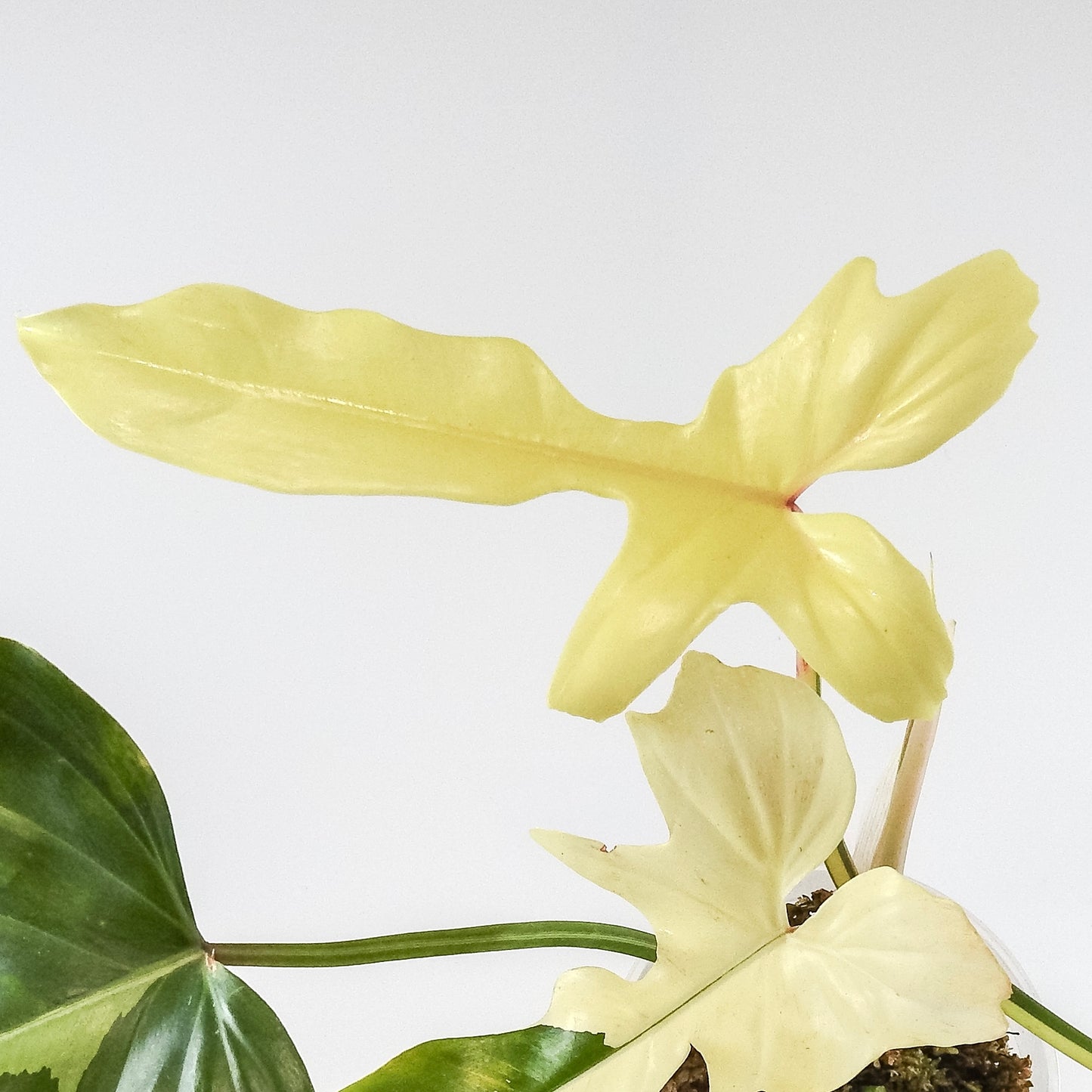 Philodendron 'Golden Dragon' Variegated (3204)