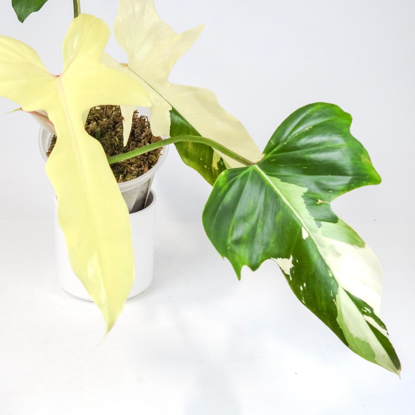 Philodendron 'Golden Dragon' Variegated (3204)