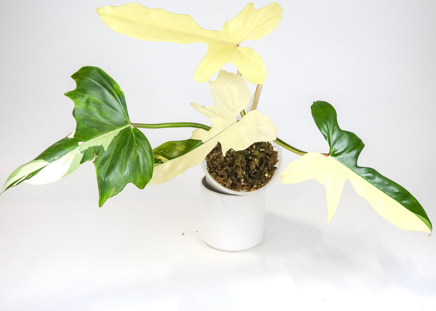 Philodendron 'Golden Dragon' Variegated (3204)