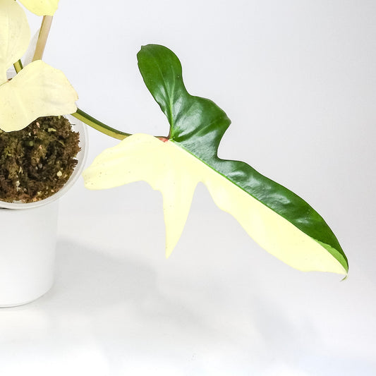 Philodendron 'Golden Dragon' Variegated (3204)