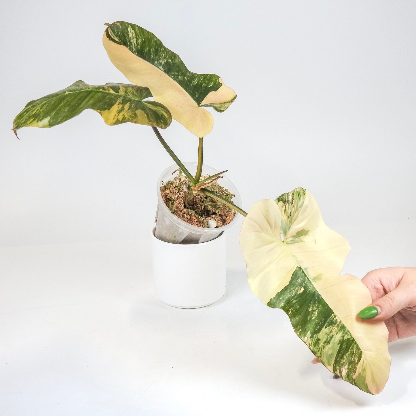 Philodendron Fiora (Florida Beauty Var) x (Mayoi x Black Billietiae) (3205)