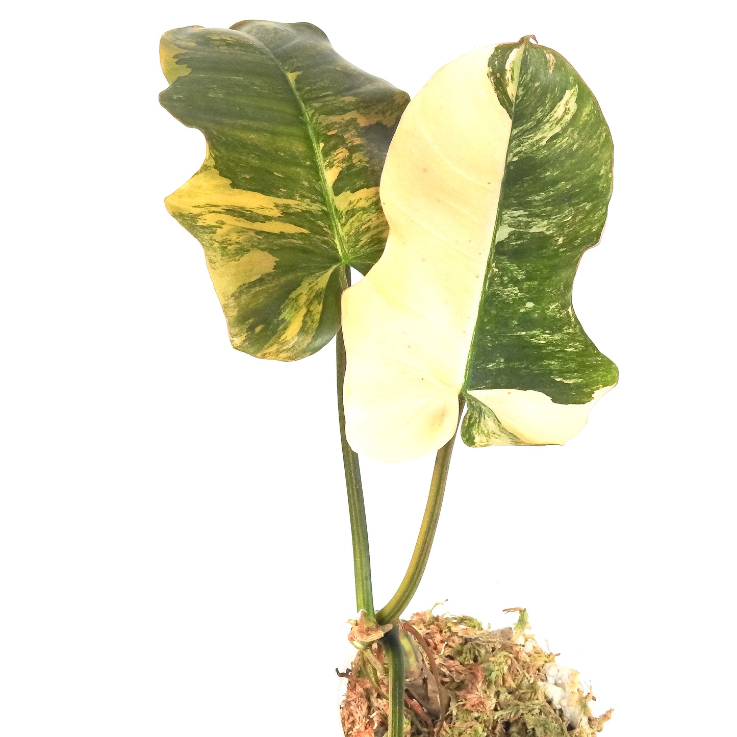 Philodendron Fiora (Florida Beauty Var) x (Mayoi x Black Billietiae) (3205)