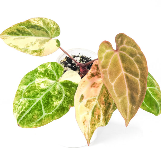 Anthurium Papilliminum Hybrid Variegated (3211)