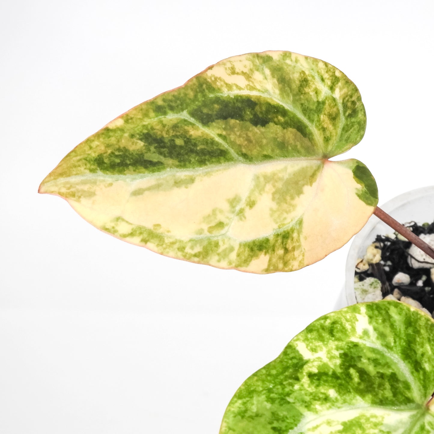 Anthurium Papilliminum Hybrid Variegated (3211)