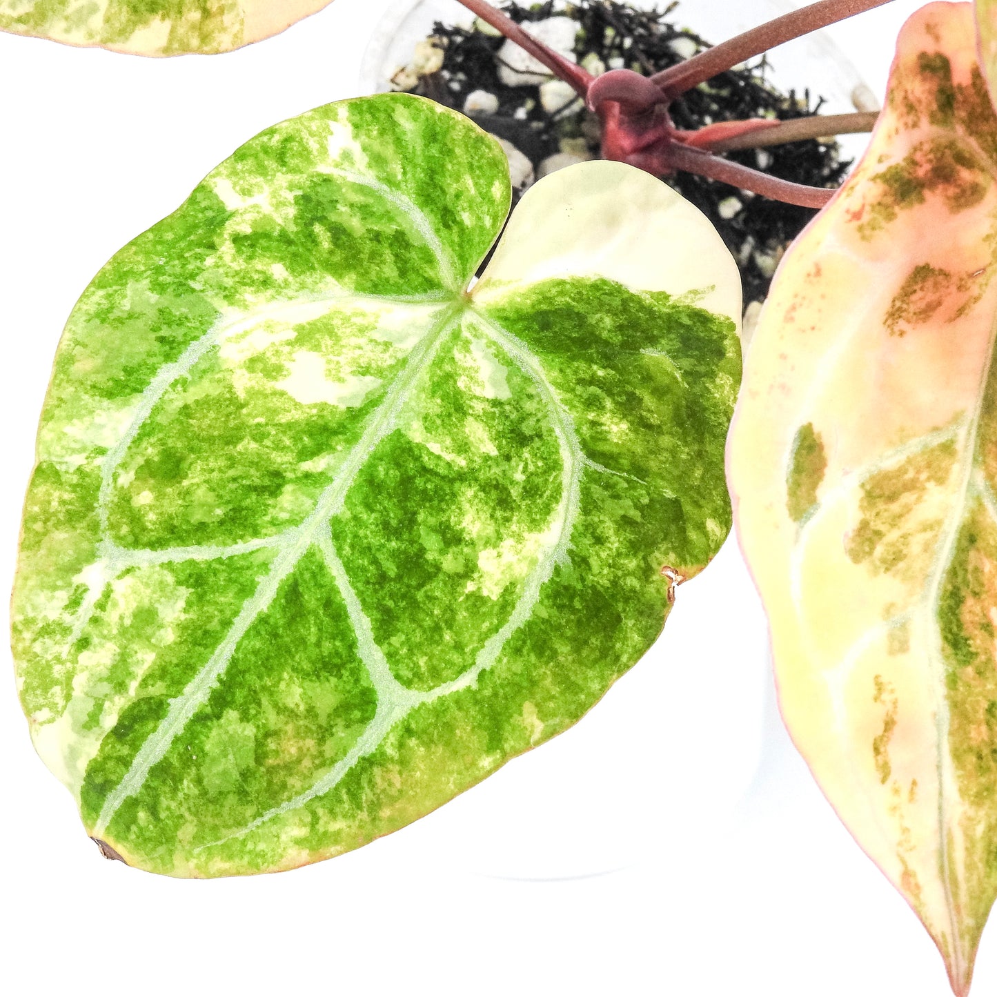 Anthurium Papilliminum Hybrid Variegated (3211)