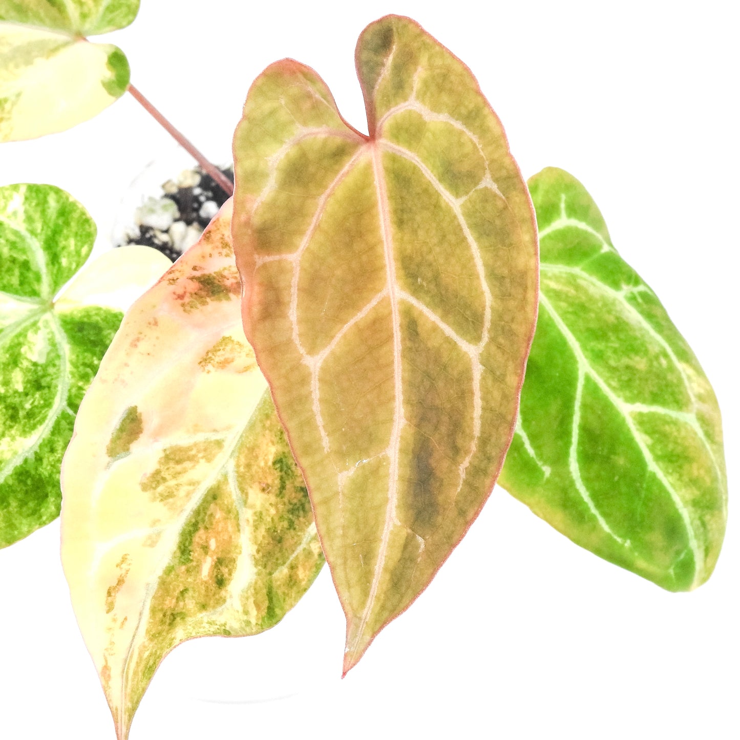 Anthurium Papilliminum Hybrid Variegated (3211)
