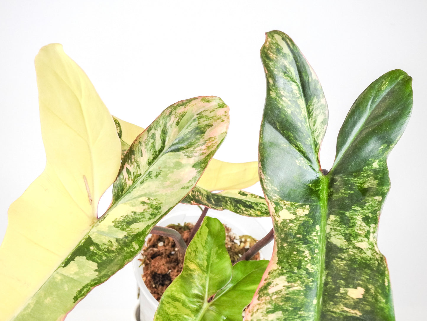 Philodendron Florida Beauty x Paraiso Verde (3210)