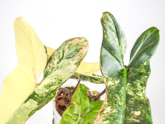Philodendron Florida Beauty x Paraiso Verde (3210)