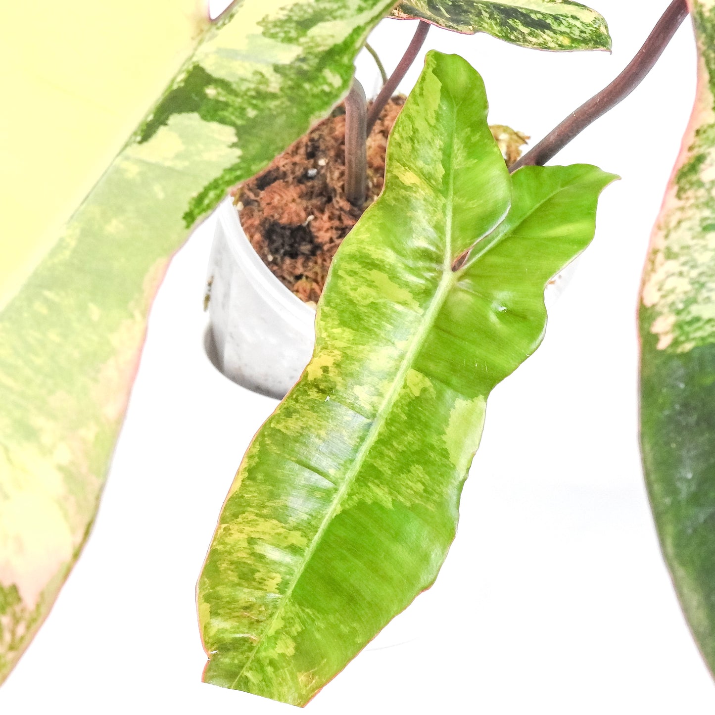 Philodendron Florida Beauty x Paraiso Verde (3210)